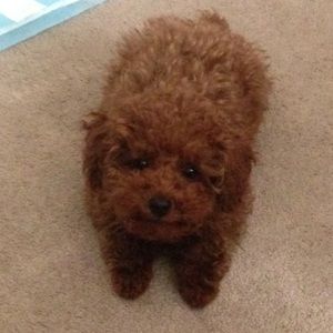 Meet your Posher, Kelly